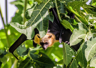 Roussette de Mayotte #photographemayotte #mayotte #biodiversité #biodiversitémayotte #nature #naturemayotte #roussette #roussettedemayotte #Pteropusseychellensis #photonature #photographeNatgéo #nikonphotographer #nikonfr