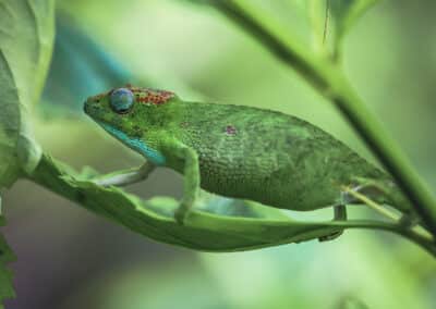 Caméléon de Mayotte, espèce endémique de l'ile qui est protégée depuis 2000 - Eight - Photographe Mayotte