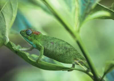 Caméléon de Mayotte, espèce endémique de l'ile qui est protégée depuis 2000 - Eight - Photographe Mayotte