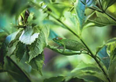 Caméléon de Mayotte, espèce endémique de l'ile qui est protégée depuis 2000 - Eight - Photographe Mayotte