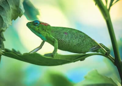 Caméléon de Mayotte, espèce endémique de l'ile qui est protégée depuis 2000 - Eight - Photographe Mayotte