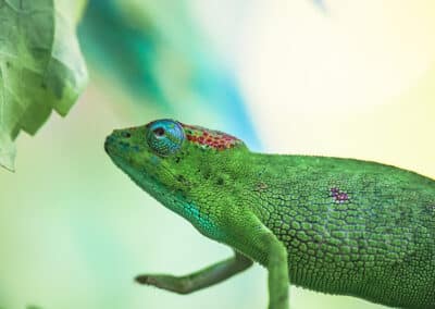 Caméléon de Mayotte, espèce endémique de l'ile qui est protégée depuis 2000 - Eight - Photographe Mayotte