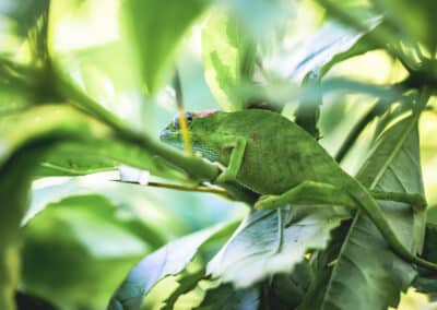 Caméléon de Mayotte, espèce endémique de l'ile qui est protégée depuis 2000 - Eight - Photographe Mayotte