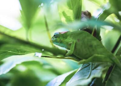 Caméléon de Mayotte, espèce endémique de l'ile qui est protégée depuis 2000 - Eight - Photographe Mayotte
