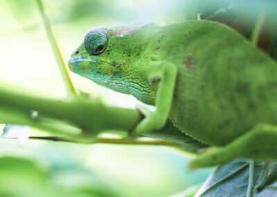 Caméléon de Mayotte, espèce endémique de l'ile qui est protégée depuis 2000 - Eight - Photographe Mayotte