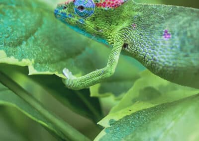 Caméléon de Mayotte, espèce endémique de l'ile qui est protégée depuis 2000 - Eight - Photographe Mayotte