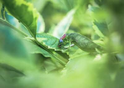 Caméléon de Mayotte, espèce endémique de l'ile qui est protégée depuis 2000 - Eight - Photographe Mayotte