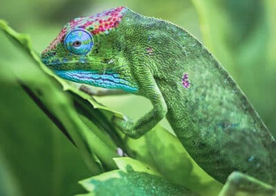 Caméléon de Mayotte, espèce endémique de l'ile qui est protégée depuis 2000 - Eight - Photographe Mayotte