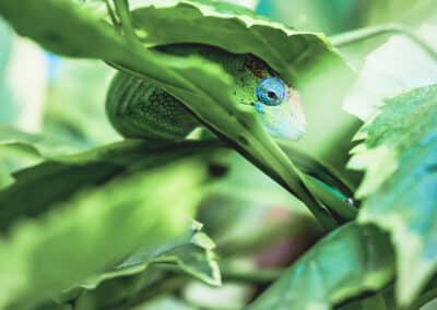 Caméléon de Mayotte, espèce endémique de l'ile qui est protégée depuis 2000 - Eight - Photographe Mayotte