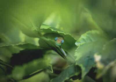 Caméléon de Mayotte, espèce endémique de l'ile qui est protégée depuis 2000 - Eight - Photographe Mayotte