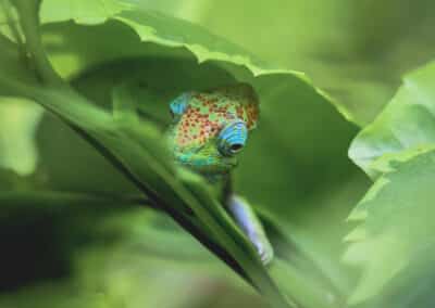 Caméléon de Mayotte, espèce endémique de l'ile qui est protégée depuis 2000 - Eight - Photographe Mayotte