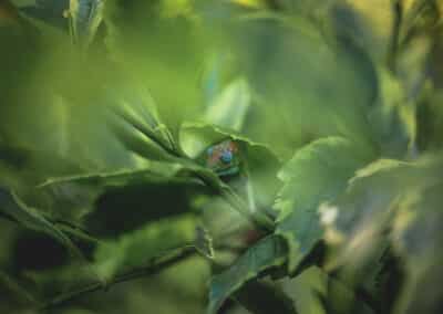 Caméléon de Mayotte, espèce endémique de l'ile qui est protégée depuis 2000 - Eight - Photographe Mayotte