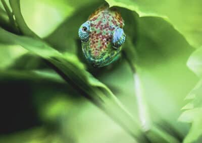 Caméléon de Mayotte, espèce endémique de l'ile qui est protégée depuis 2000 - Eight - Photographe Mayotte