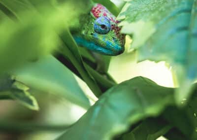 Caméléon de Mayotte, espèce endémique de l'ile qui est protégée depuis 2000 - Eight - Photographe Mayotte