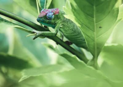 Caméléon de Mayotte, espèce endémique de l'ile qui est protégée depuis 2000 - Eight - Photographe Mayotte