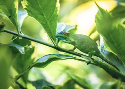 Caméléon de Mayotte, espèce endémique de l'ile qui est protégée depuis 2000 - Eight - Photographe Mayotte
