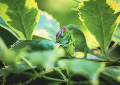 Caméléon de Mayotte, espèce endémique de l'ile qui est protégée depuis 2000 - Eight - Photographe Mayotte