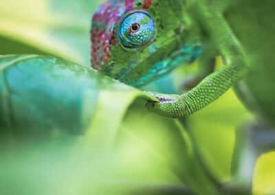 Caméléon de Mayotte, espèce endémique de l'ile qui est protégée depuis 2000 - Eight - Photographe Mayotte