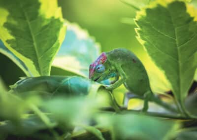 Caméléon de Mayotte, espèce endémique de l'ile qui est protégée depuis 2000 - Eight - Photographe Mayotte