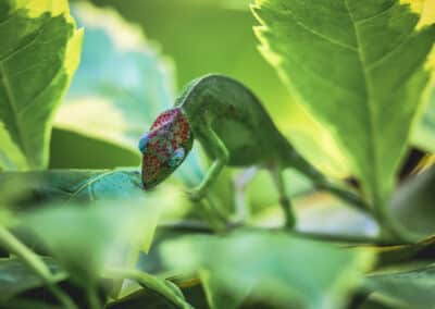 Caméléon de Mayotte, espèce endémique de l'ile qui est protégée depuis 2000 - Eight - Photographe Mayotte