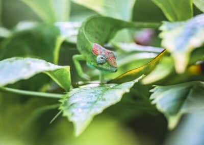 Caméléon de Mayotte, espèce endémique de l'ile qui est protégée depuis 2000 - Eight - Photographe Mayotte
