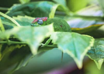 Caméléon de Mayotte, espèce endémique de l'ile qui est protégée depuis 2000 - Eight - Photographe Mayotte