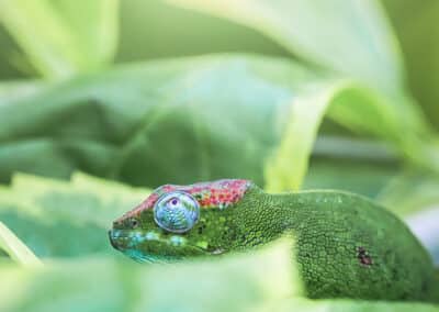 Caméléon de Mayotte, espèce endémique de l'ile qui est protégée depuis 2000 - Eight - Photographe Mayotte