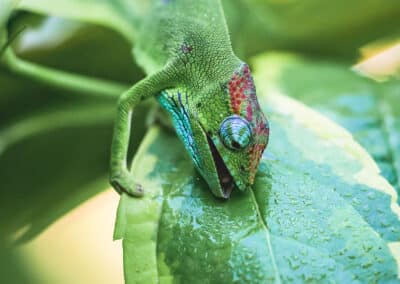 Caméléon de Mayotte, espèce endémique de l'ile qui est protégée depuis 2000 - Eight - Photographe Mayotte
