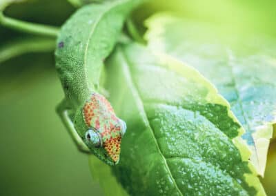 Caméléon de Mayotte, espèce endémique de l'ile qui est protégée depuis 2000 - Eight - Photographe Mayotte