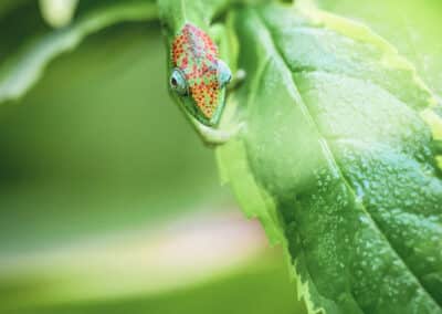Caméléon de Mayotte, espèce endémique de l'ile qui est protégée depuis 2000 - Eight - Photographe Mayotte