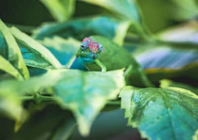 Caméléon de Mayotte, espèce endémique de l'ile qui est protégée depuis 2000 - Eight - Photographe Mayotte