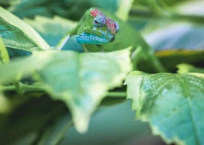 Caméléon de Mayotte, espèce endémique de l'ile qui est protégée depuis 2000 - Eight - Photographe Mayotte