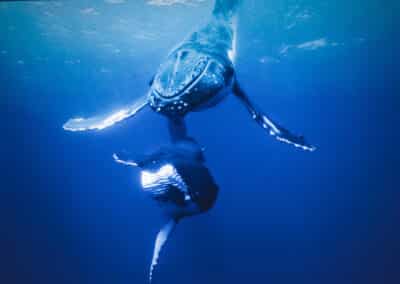 FISMM 2026, Photo du film AquaBallet de Alex Voyer avec Marianne Aventurier